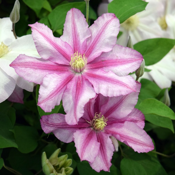 Clematis LASTING LOVE Grazyna