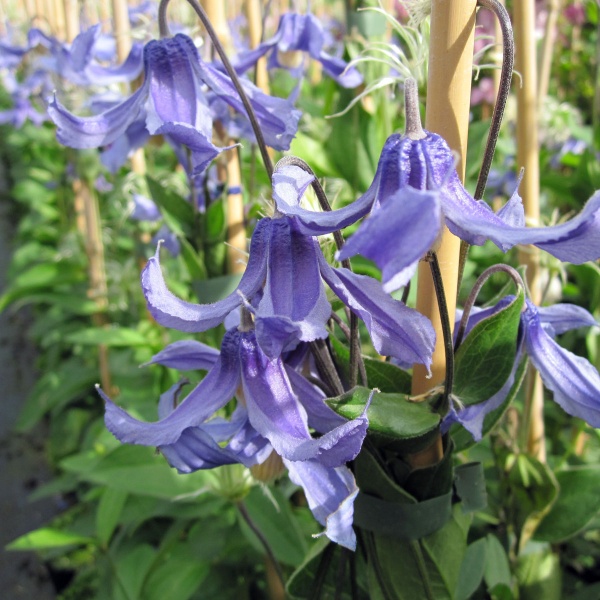 Clematis Ozawas Blue