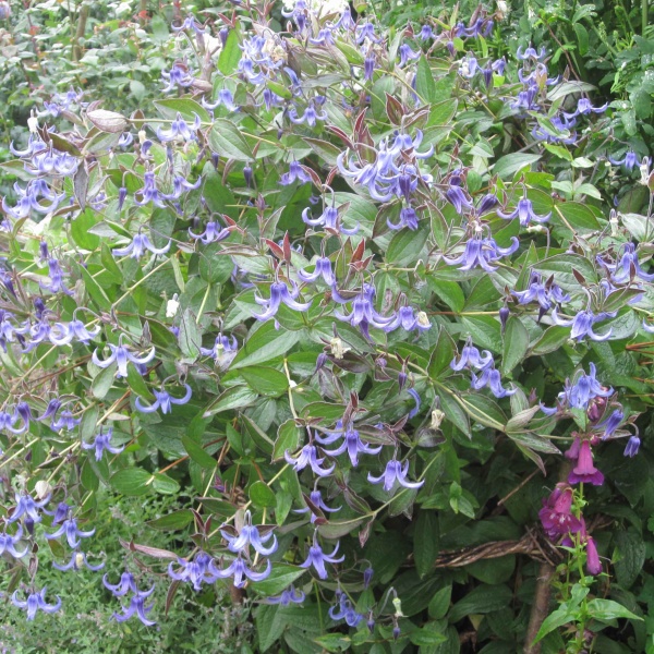 Clematis Ozawas Blue