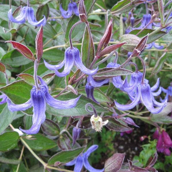 Clematis Ozawas Blue