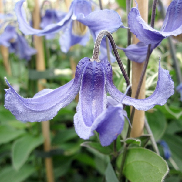 Clematis Ozawas Blue