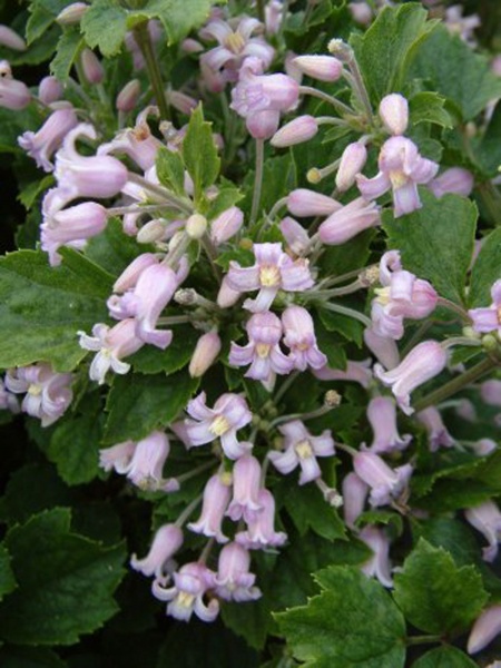 Clematis Pink Dwarf