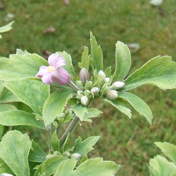 Clematis Pink Dwarf