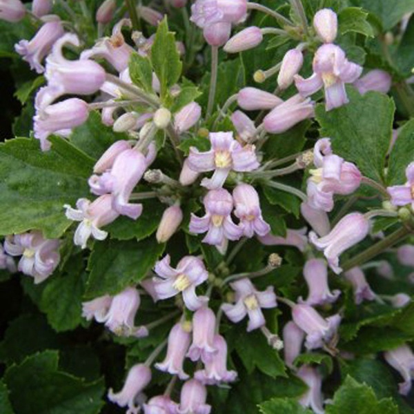 Clematis Pink Dwarf