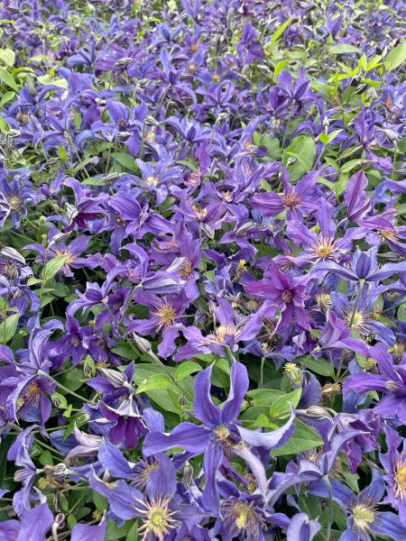 Clematis SAPHYRA Indigo 'CLEMINOV51'