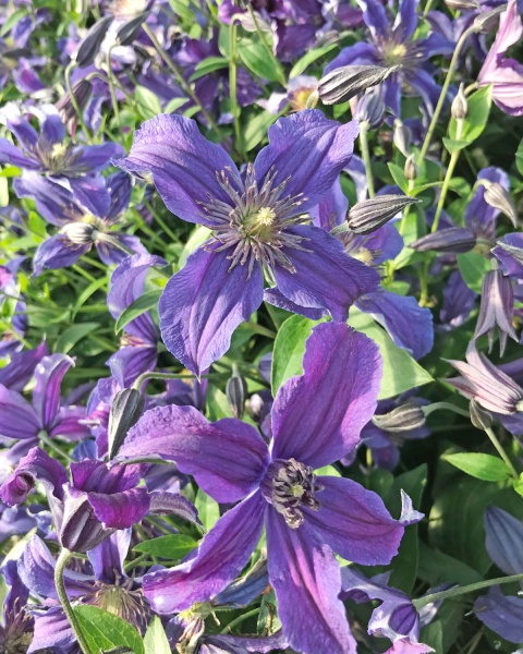 Clematis SAPHYRA Indigo 'CLEMINOV51'