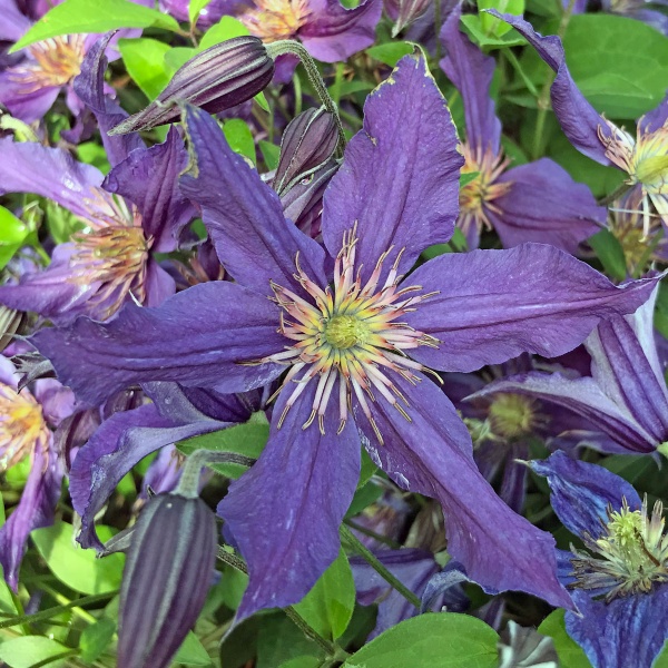 Clematis SAPHYRA Indigo 'CLEMINOV51'