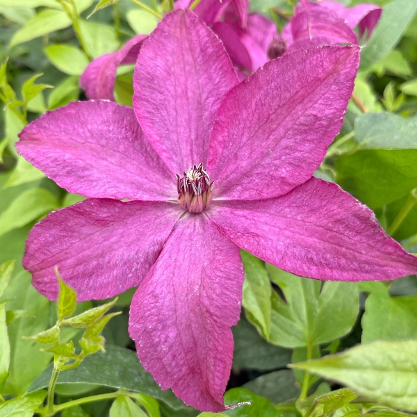 Clematis SAPHYRA Nancy 'CLEMINOV15'