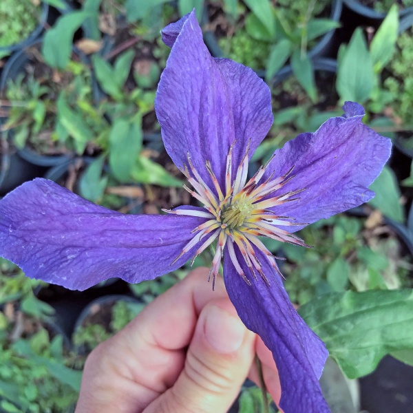 Clematis SAPHYRA Violetta 'CLEMINOV32'