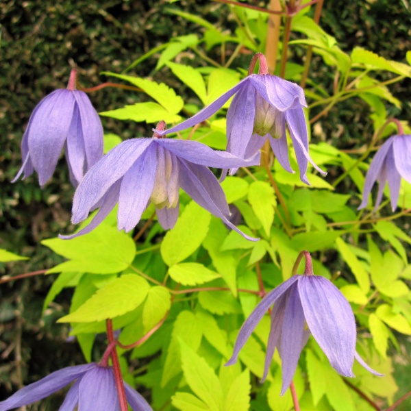 Clematis Stolwijk Gold