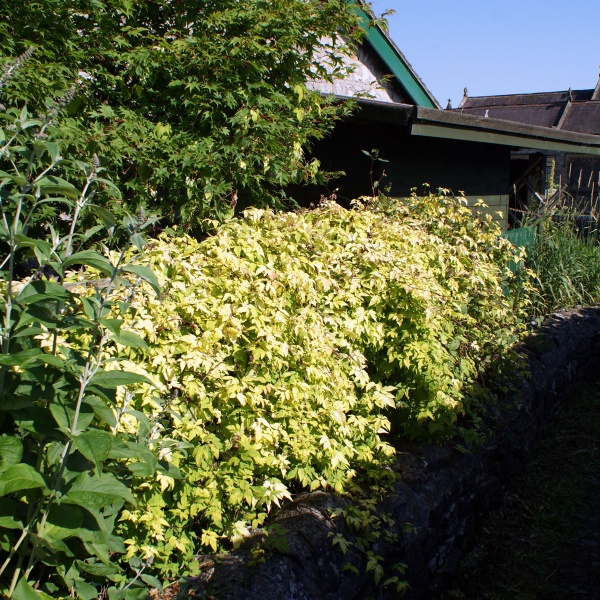 Clematis Stolwijk Gold