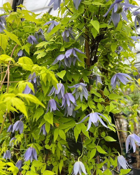 Clematis Stolwijk Gold