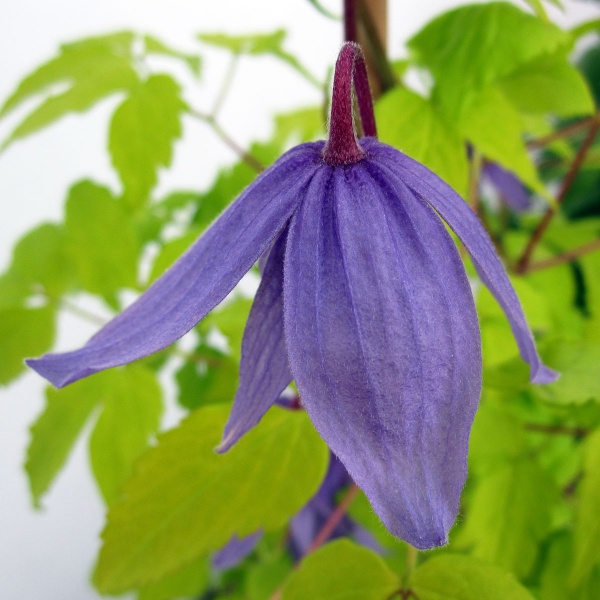 Clematis Stolwijk Gold