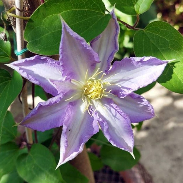 Clematis Thyrislund