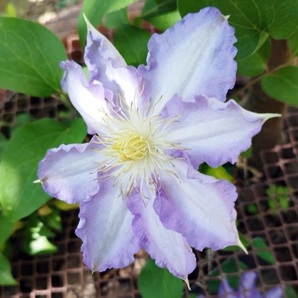 Clematis Thyrislund