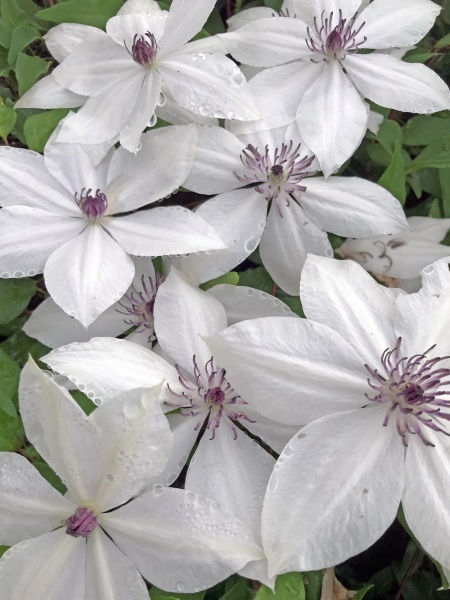 Clematis TSUKIKO Evipo110