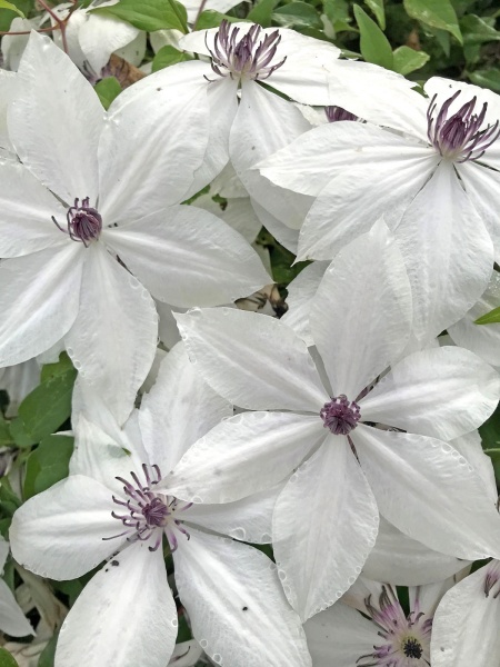 Clematis TSUKIKO Evipo110