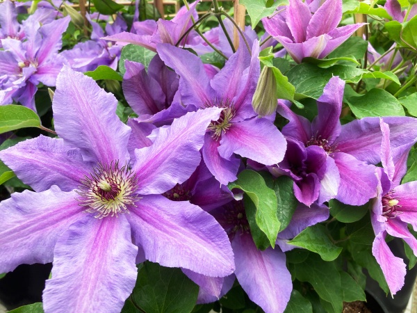 Clematis TUMAINI 'EVIGSY151'