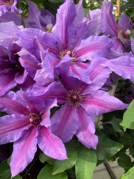 Clematis TUMAINI 'EVIGSY151'