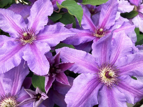 Clematis TUMAINI 'EVIGSY151'