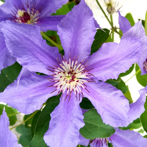 Clematis TUMAINI 'EVIGSY151'