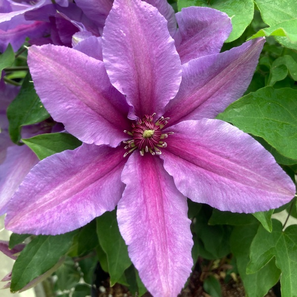 Clematis TUMAINI 'EVIGSY151'