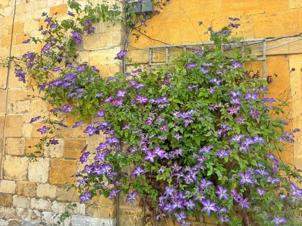 Clematis Venosa Violacea