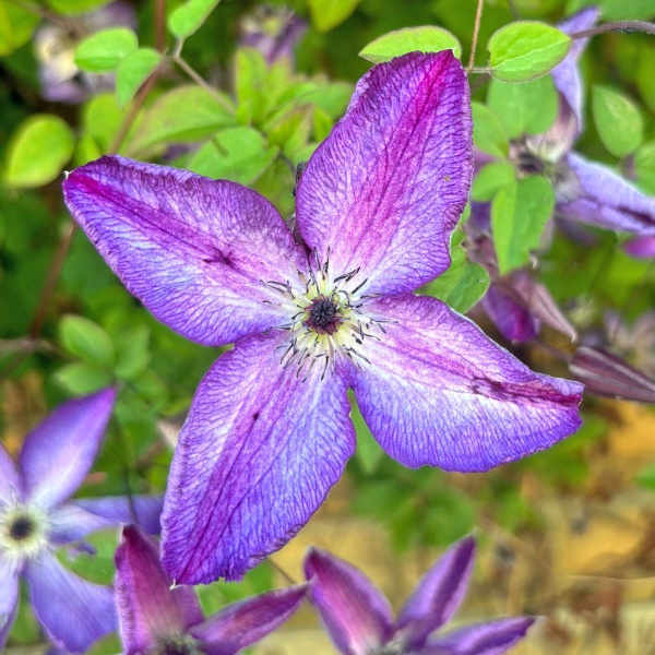 Clematis Venosa Violacea