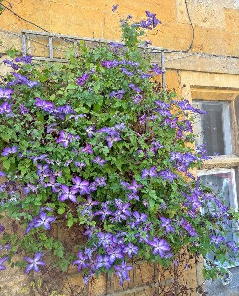 Clematis Venosa Violacea