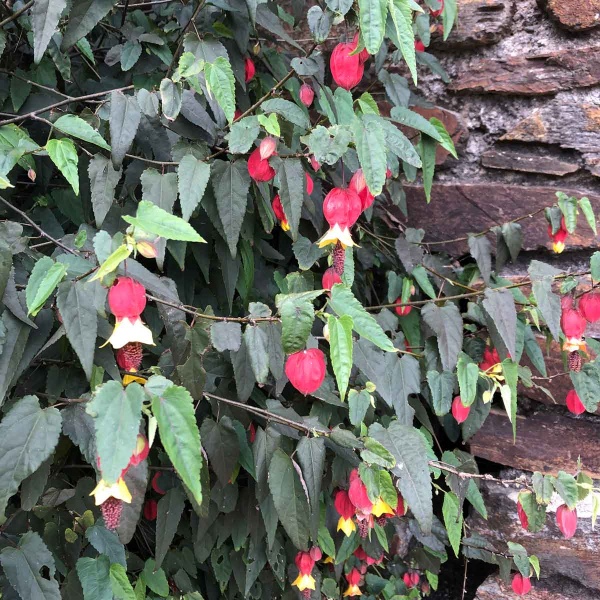 Abutilon Megapotamicum