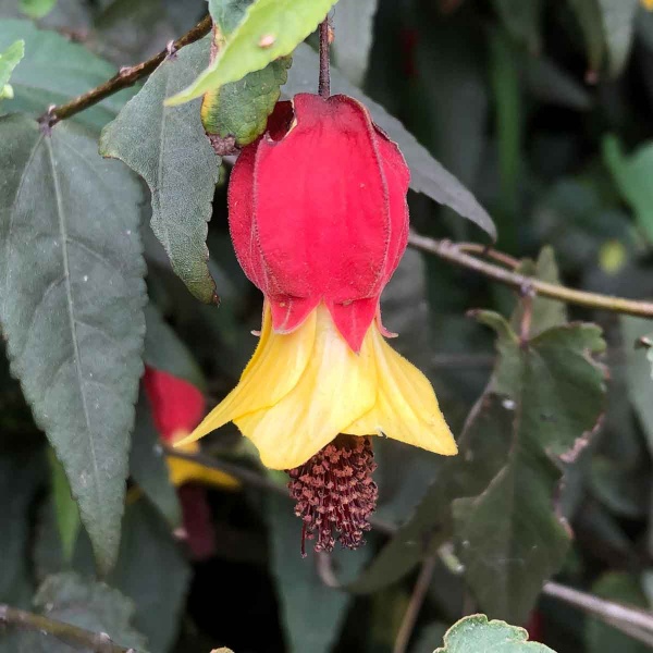 Abutilon Megapotamicum