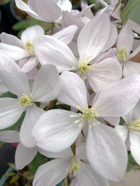 Clematis Hendersonii Rubra