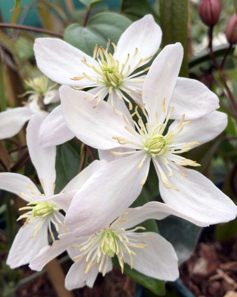 Clematis Hendersonii Rubra