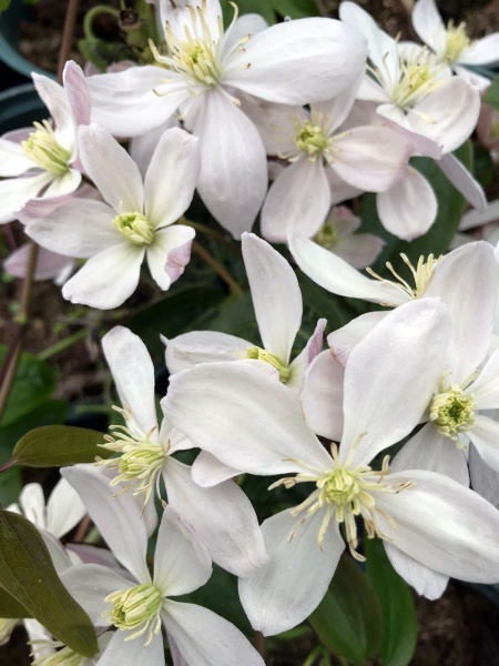 Clematis Hendersonii Rubra