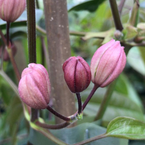 Clematis Hendersonii Rubra