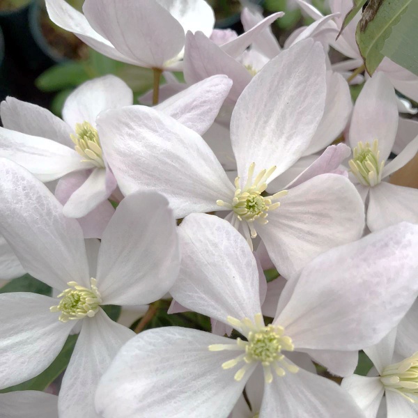 Clematis Hendersonii Rubra