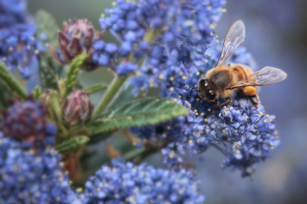 Ceanothus Concha