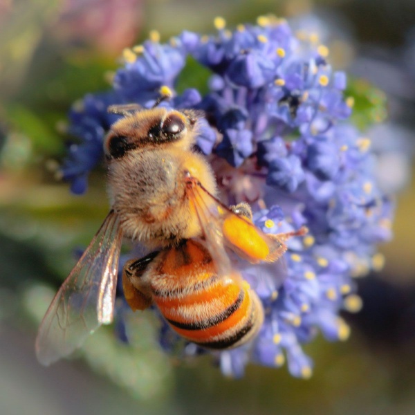 Ceanothus Concha