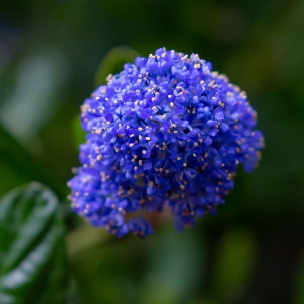 Ceanothus Concha