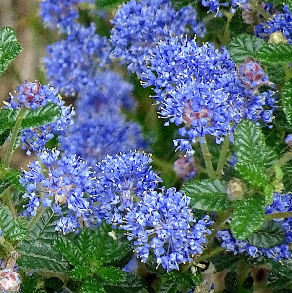 Ceanothus Puget Blue