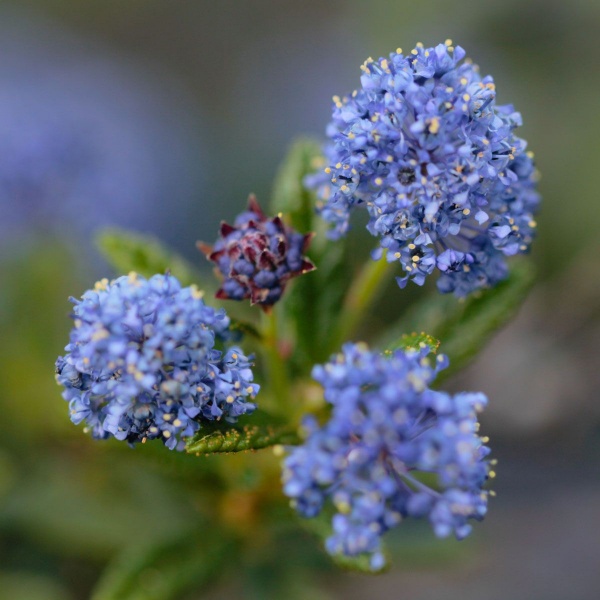 Ceanothus Puget Blue