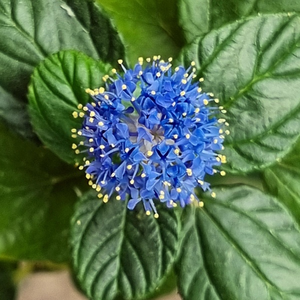 Ceanothus Skylark