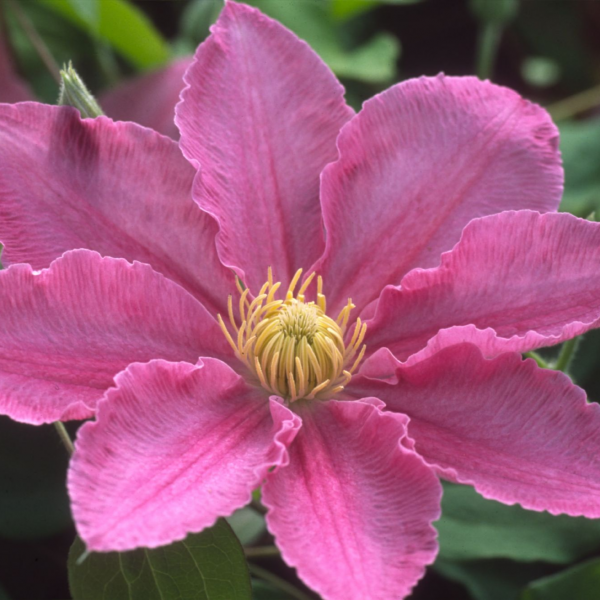 Clematis ABILENE Evipo027