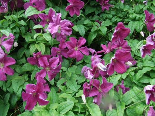 Clematis Abundance