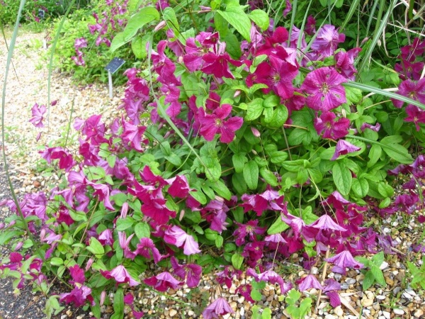 Clematis Abundance