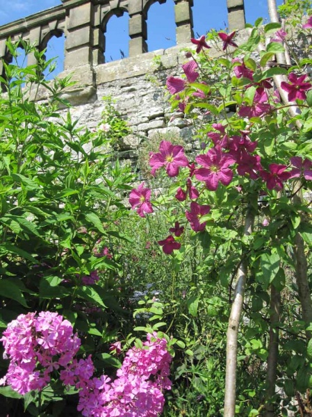 Clematis Abundance