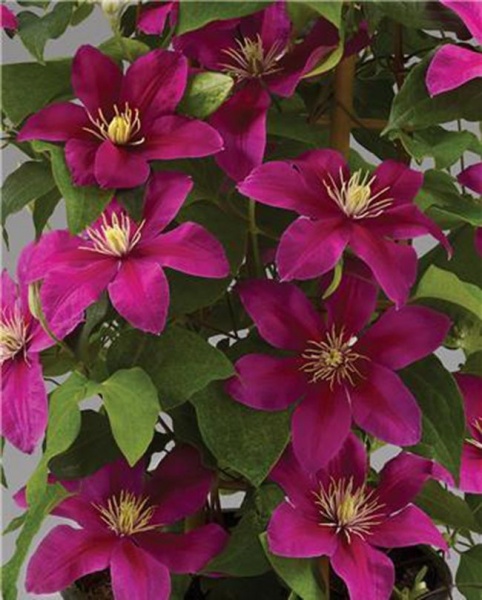 Clematis ACROPOLIS Evipo078