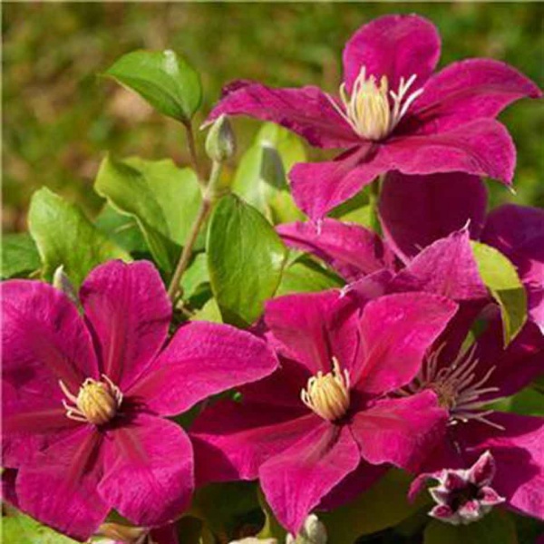 Clematis ACROPOLIS Evipo078