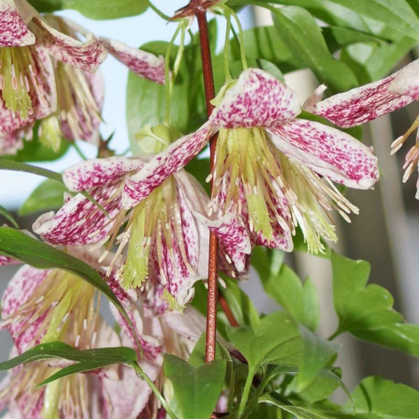 Clematis Advent Bells