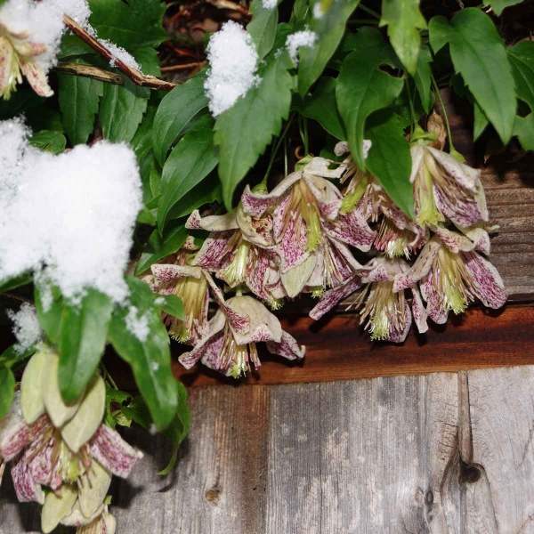 Clematis Advent Bells